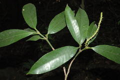 Excoecaria crenulata